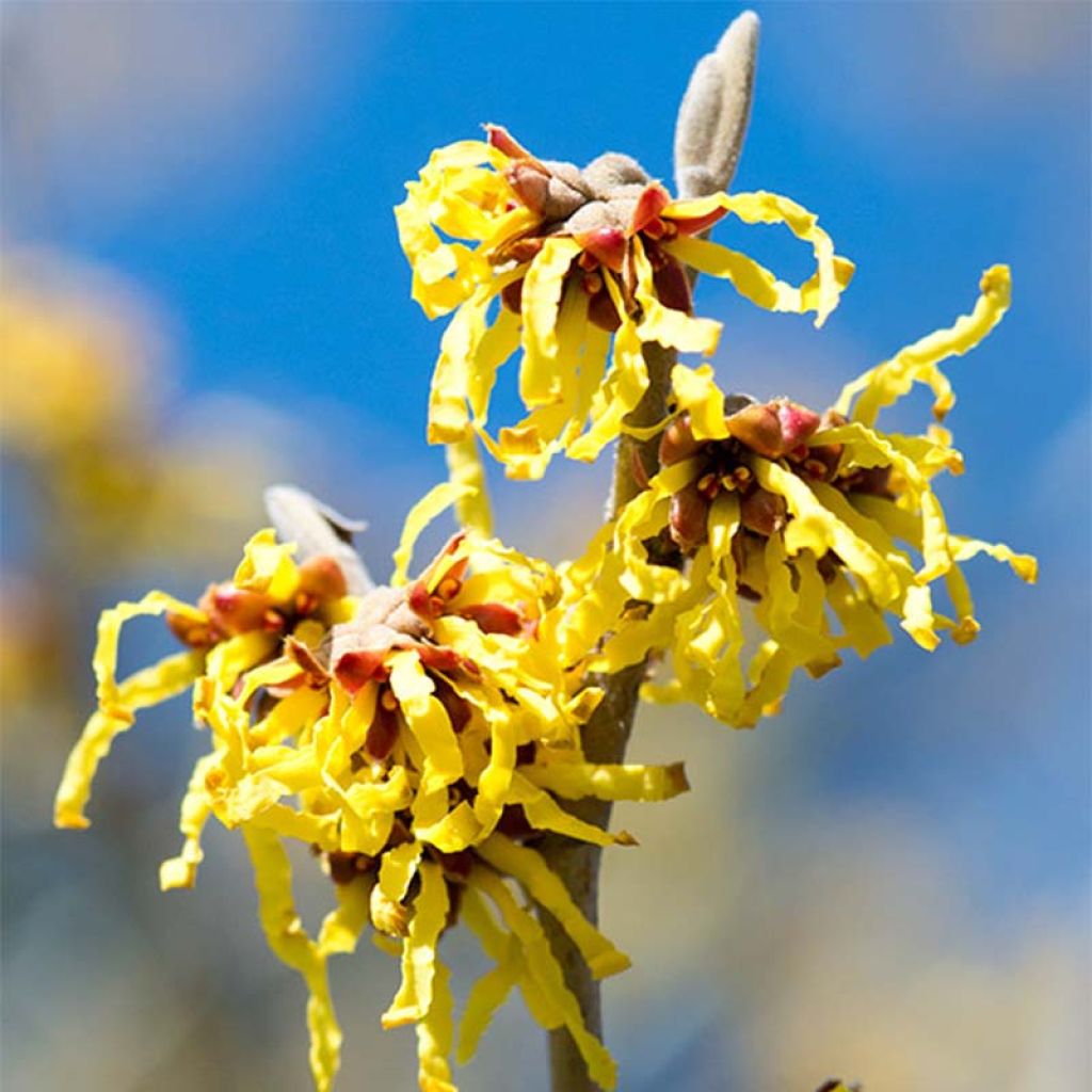 Zaubernuss Arnold Promise - Hamamelis intermedia