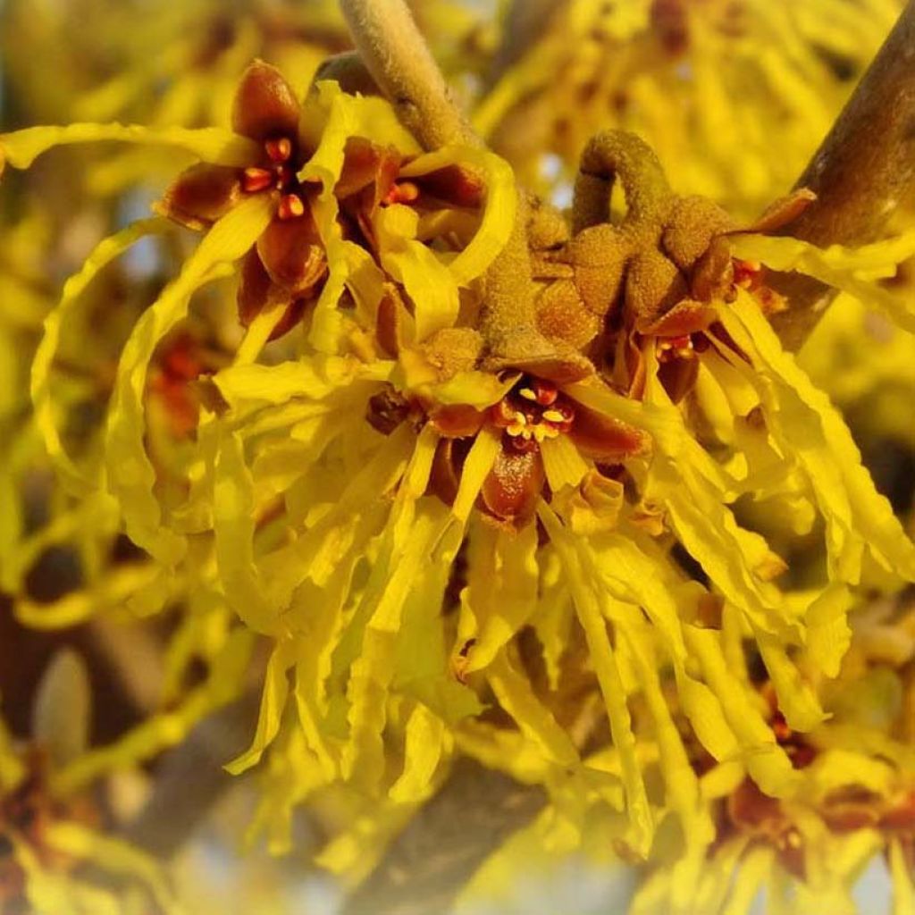 Zaubernuss Arnold Promise - Hamamelis intermedia