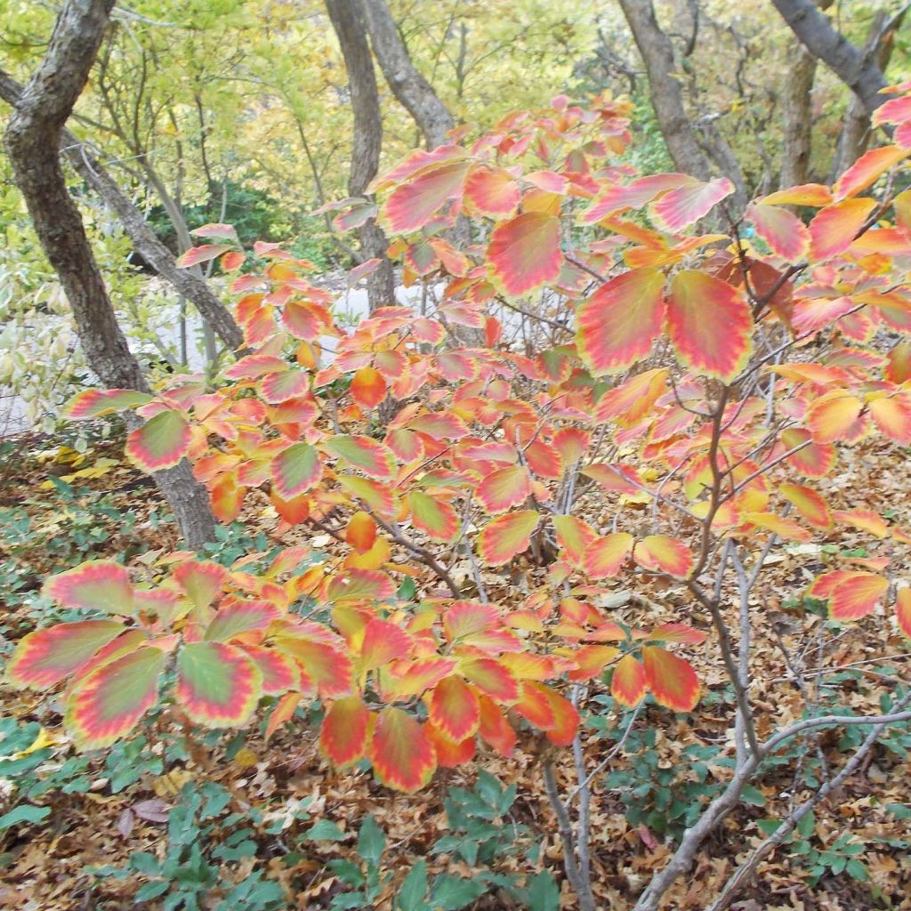 Zaubernuss Arnold Promise - Hamamelis intermedia