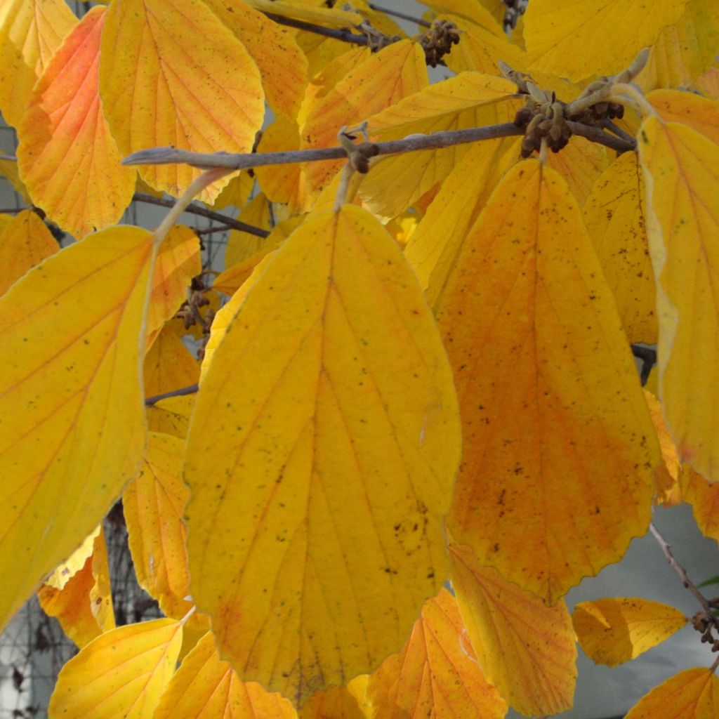 Zaubernuss Arnold Promise - Hamamelis intermedia