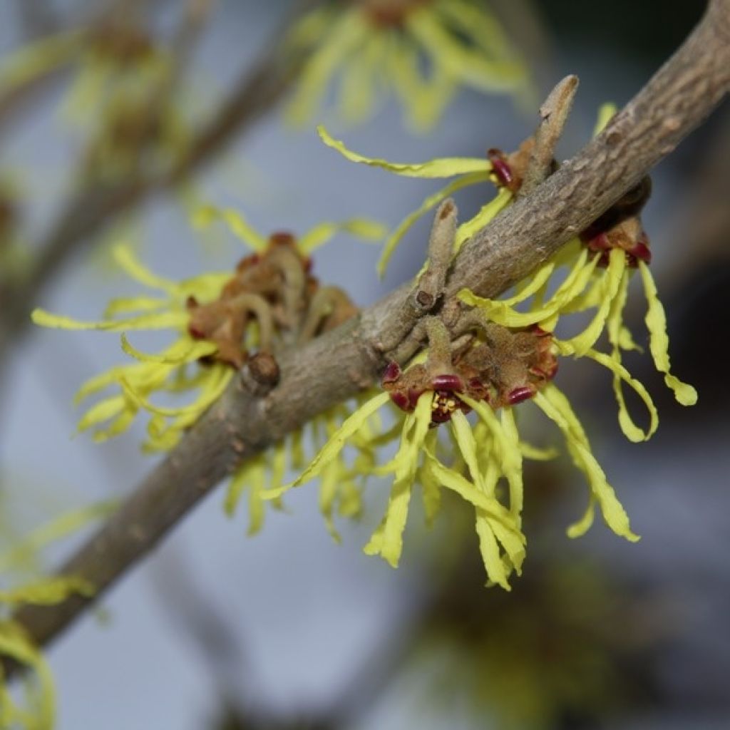 Zaubernuss Arnold Promise - Hamamelis intermedia