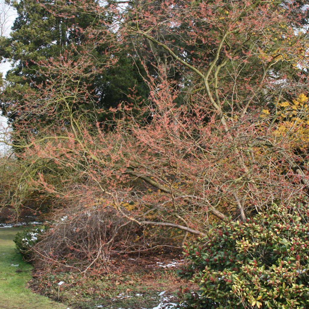 Zaubernuss Ruby Glow - Hamamelis intermedia