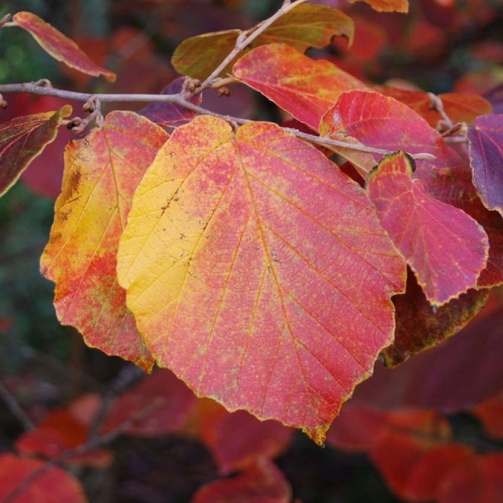 Zaubernuss Ruby Glow - Hamamelis intermedia