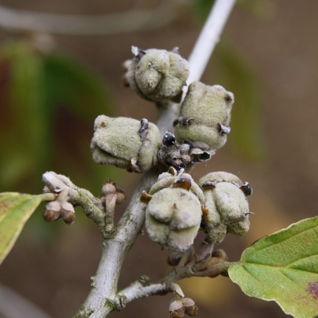 Zaubernuss Jelena - Hamamelis intermedia