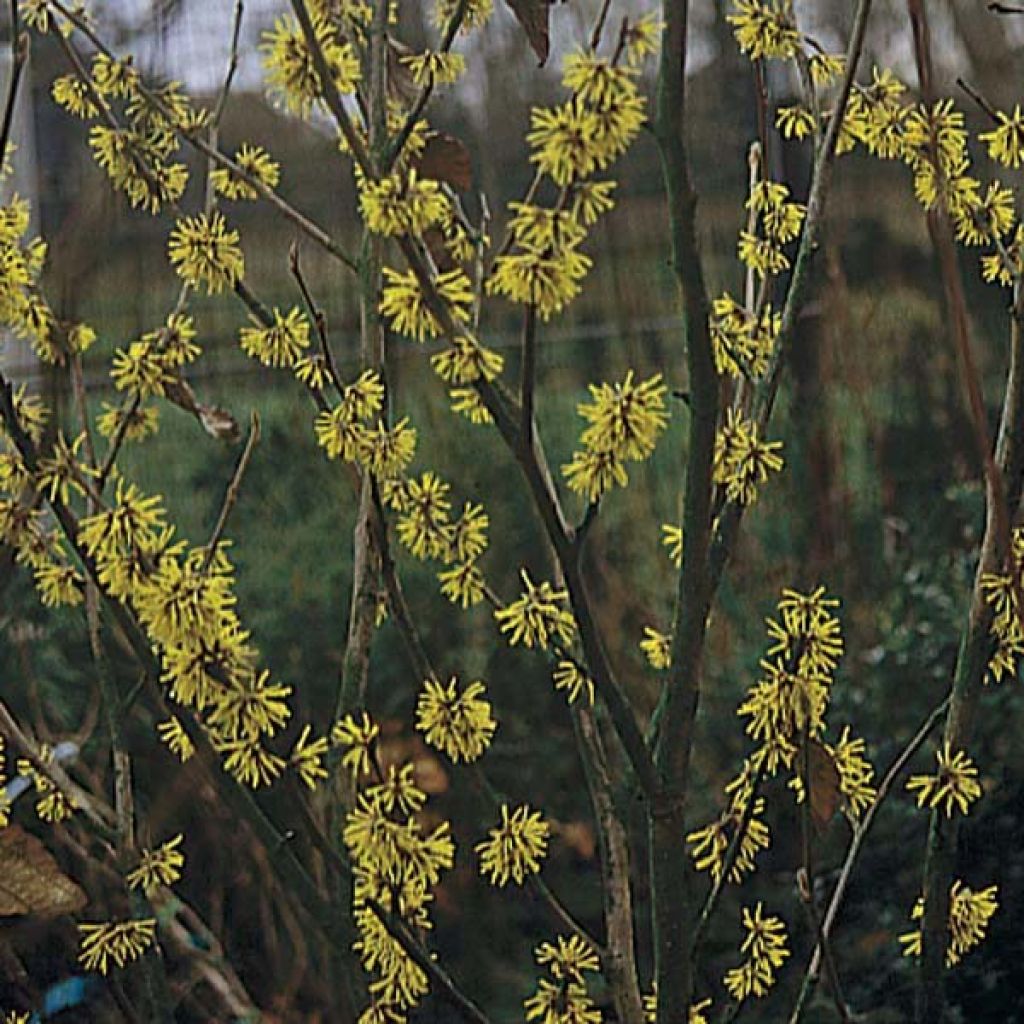 Chinesische Zaubernuss Pallida - Hamamelis mollis