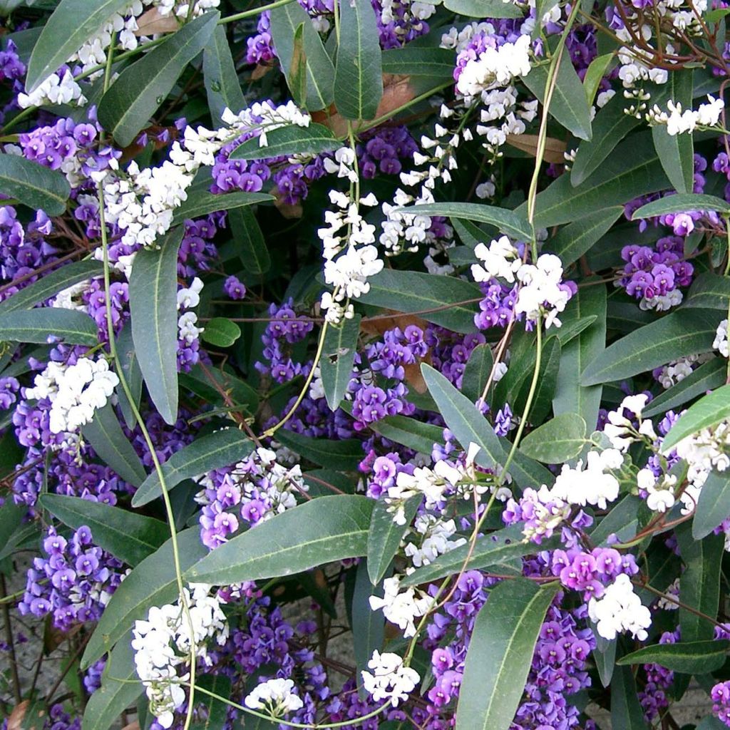 Hardenbergia violacea - Purpurerbse