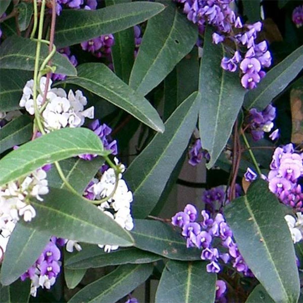 Hardenbergia violacea - Purpurerbse