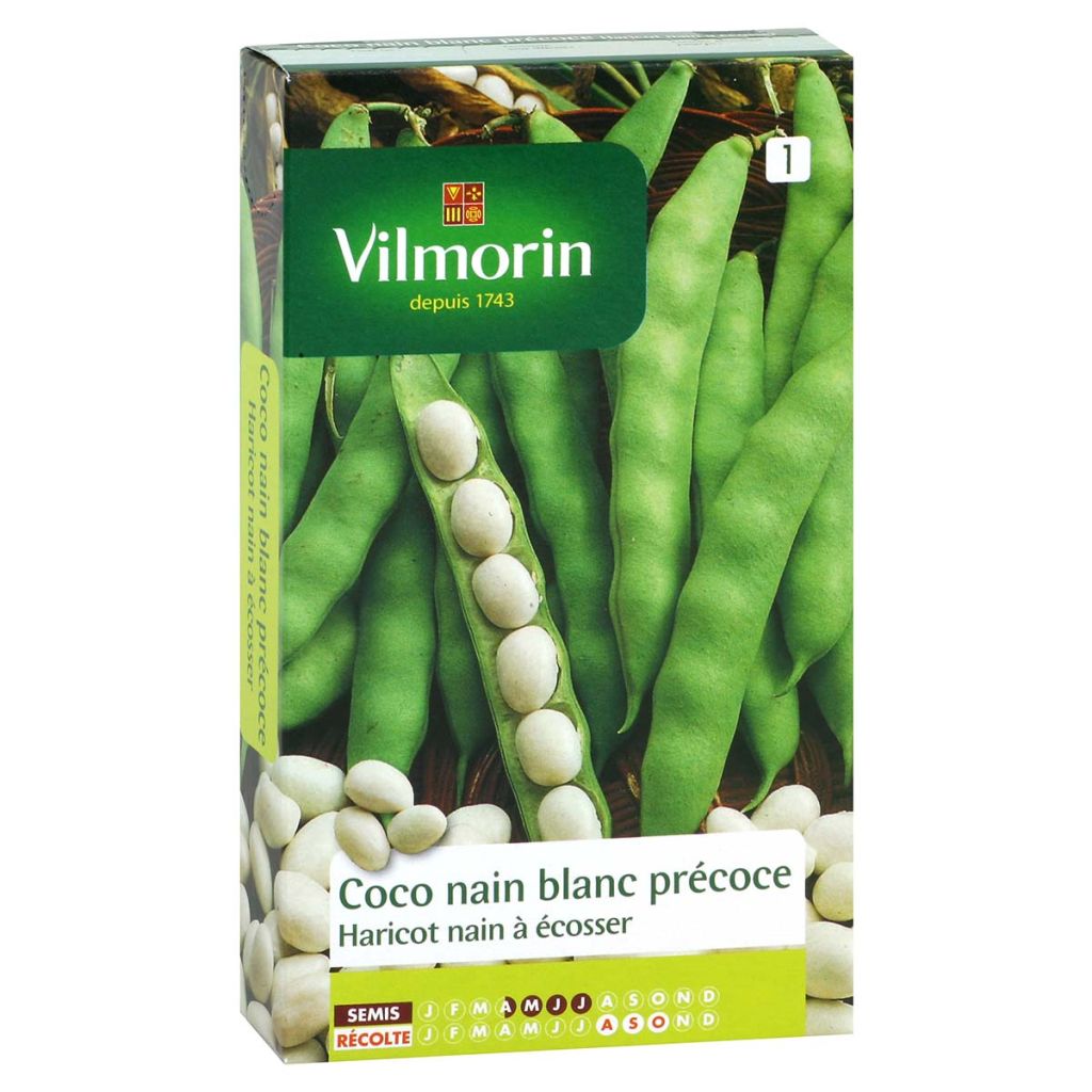 Garten-Bohne Coco Blanc - Vilmorin