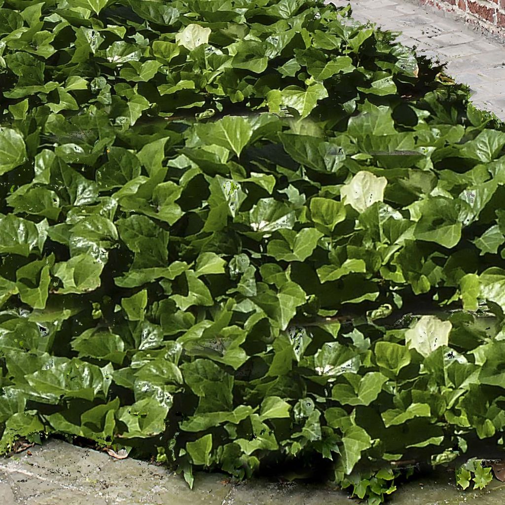 Hedera algeriensis Algerian Bellecour - Algerischer Efeu