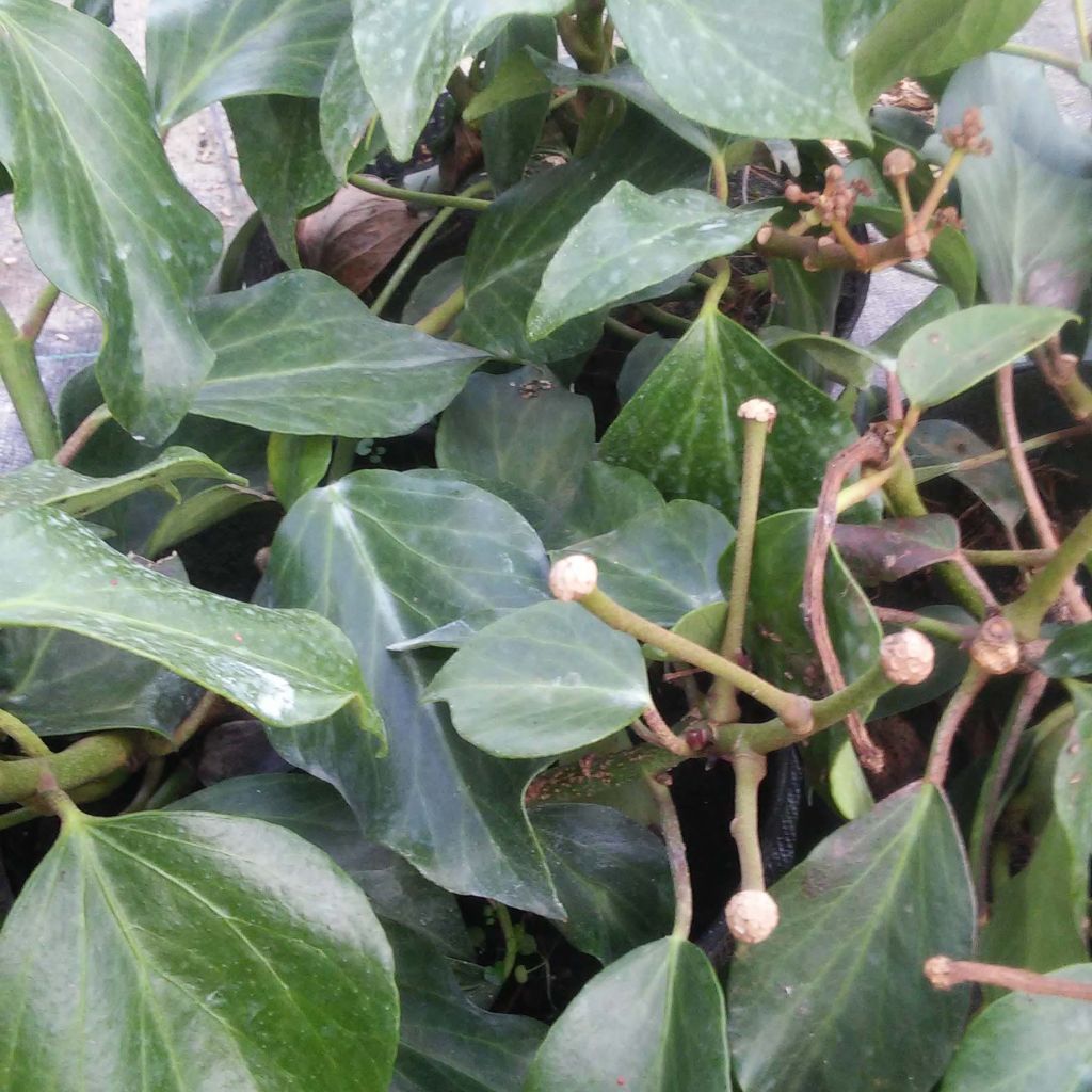 Hedera colchica Arborescens - Kaukasus Efeu