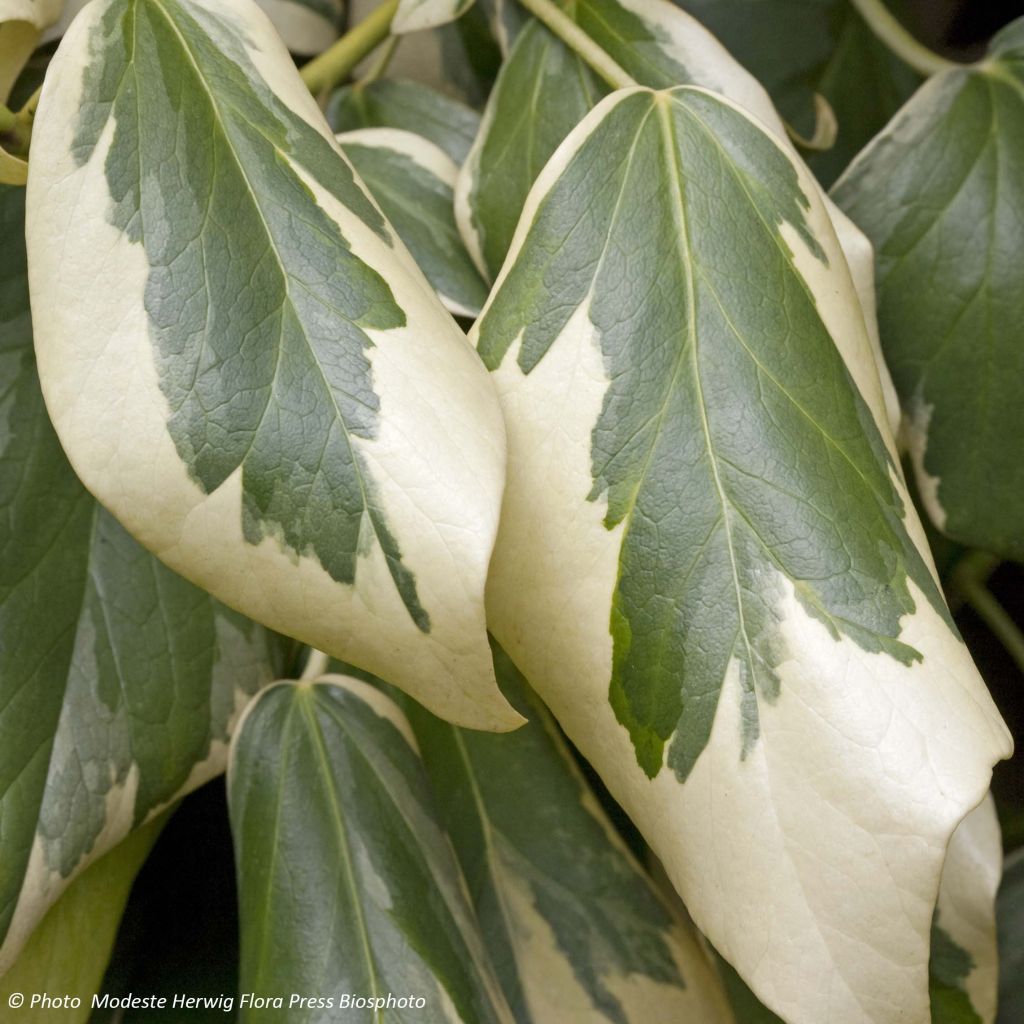 Hedera colchica Dentata Variegata - Kaukasus Efeu