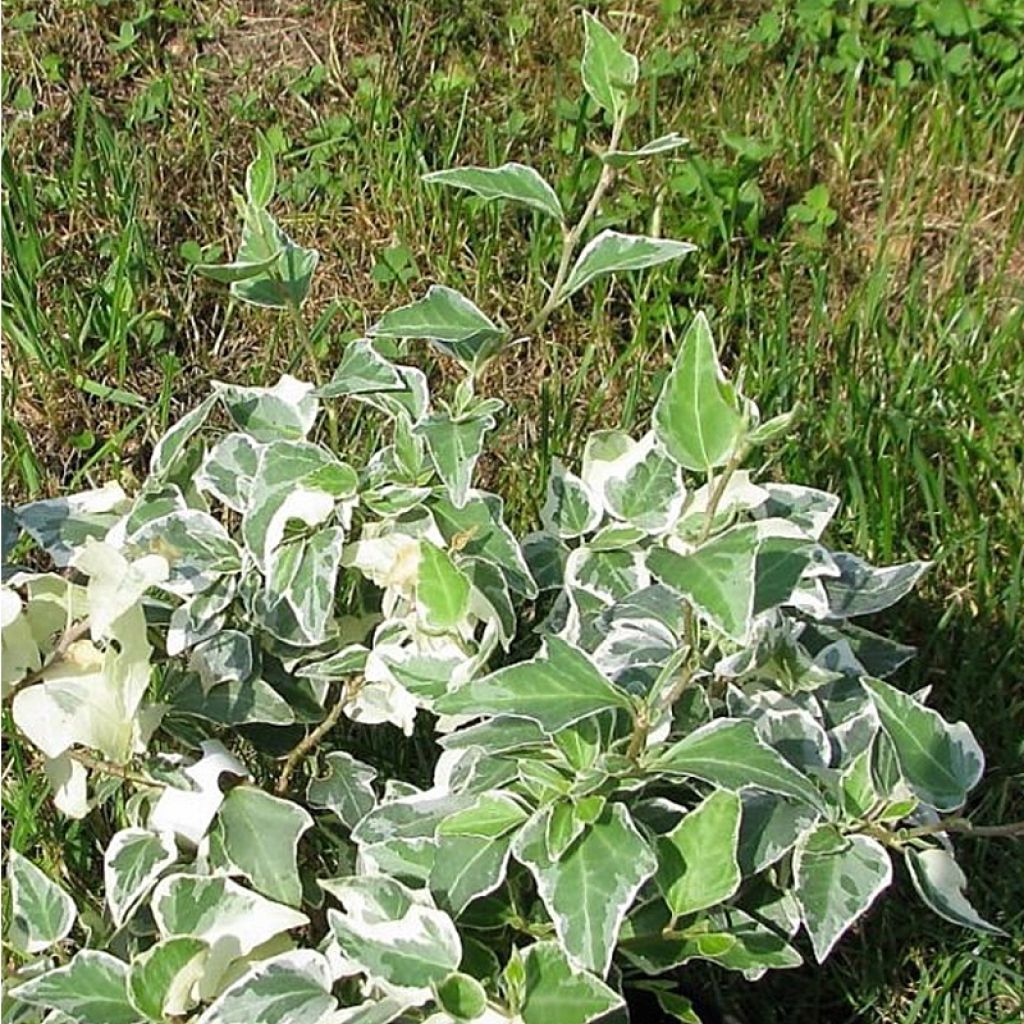 Weißbunter Efeu Little diamond - Hedera helix