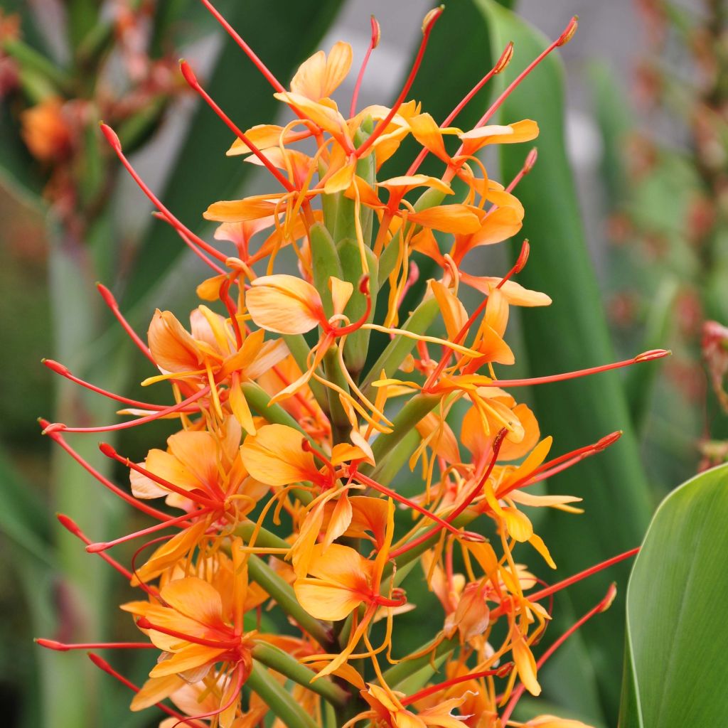 Hedychium coccineum Tara (Birne) - Schmetterlingsingwer