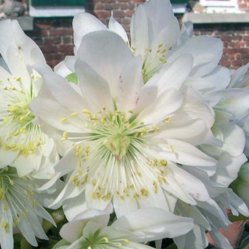 Hellebore niger Double Fashion