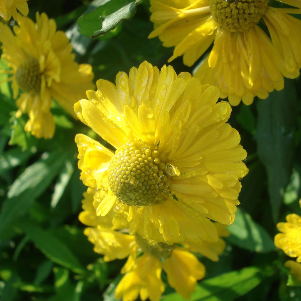 Sonnenbraut Double Trouble - Helenium