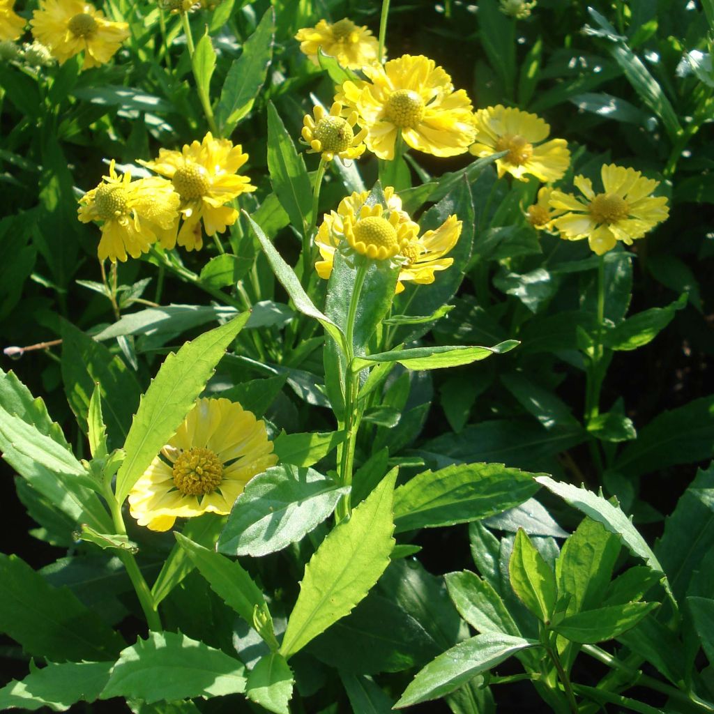 Sonnenbraut Double Trouble - Helenium