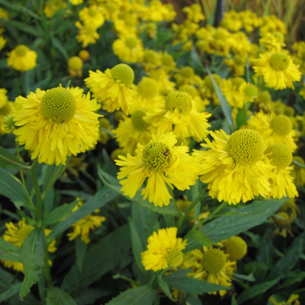 Sonnenbraut Double Trouble - Helenium