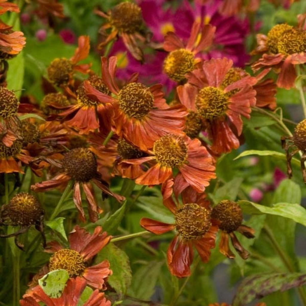 Sonnenbraut Moerheim Beauty - Helenium