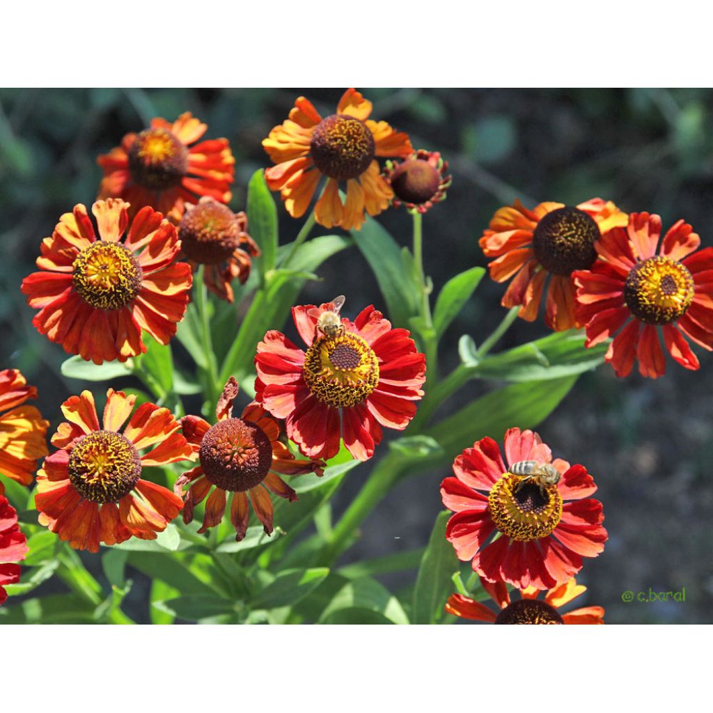 Sonnenbraut Kupferswerg - Helenium