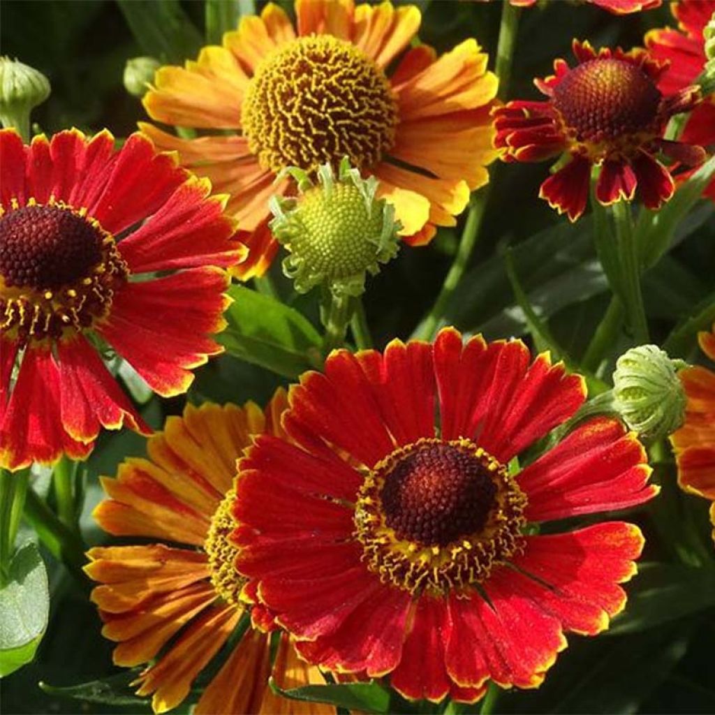 Sonnenbraut Poncho - Helenium