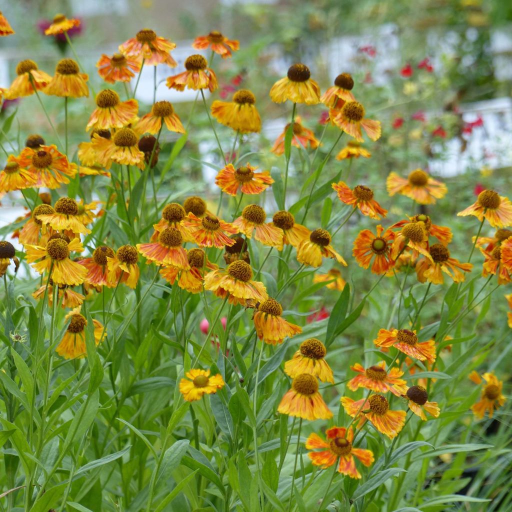 Sonnenbraut Waltraut - Helenium