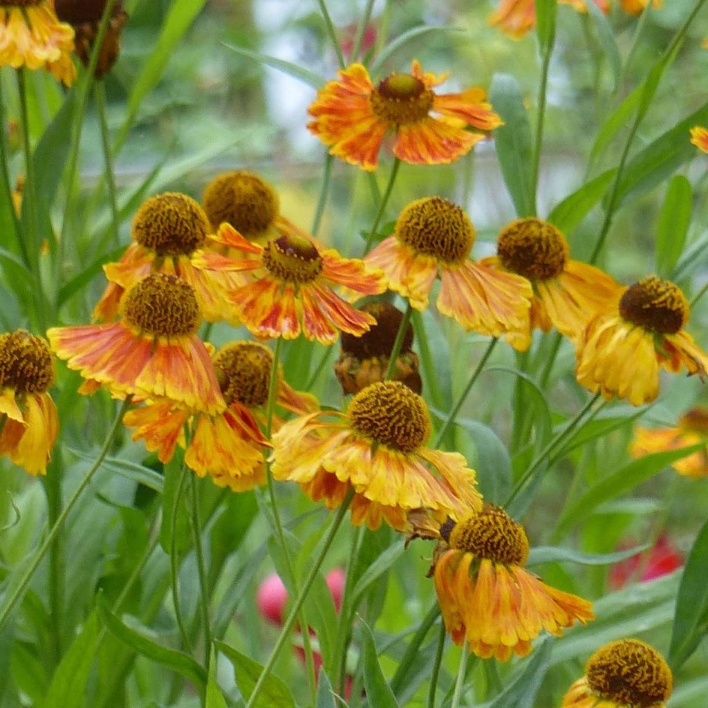 Sonnenbraut Waltraut - Helenium