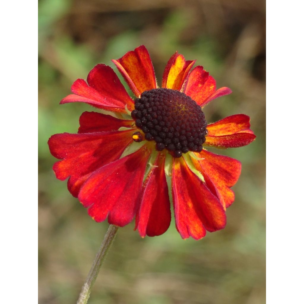 Sonnenbraut Kupferswerg - Helenium