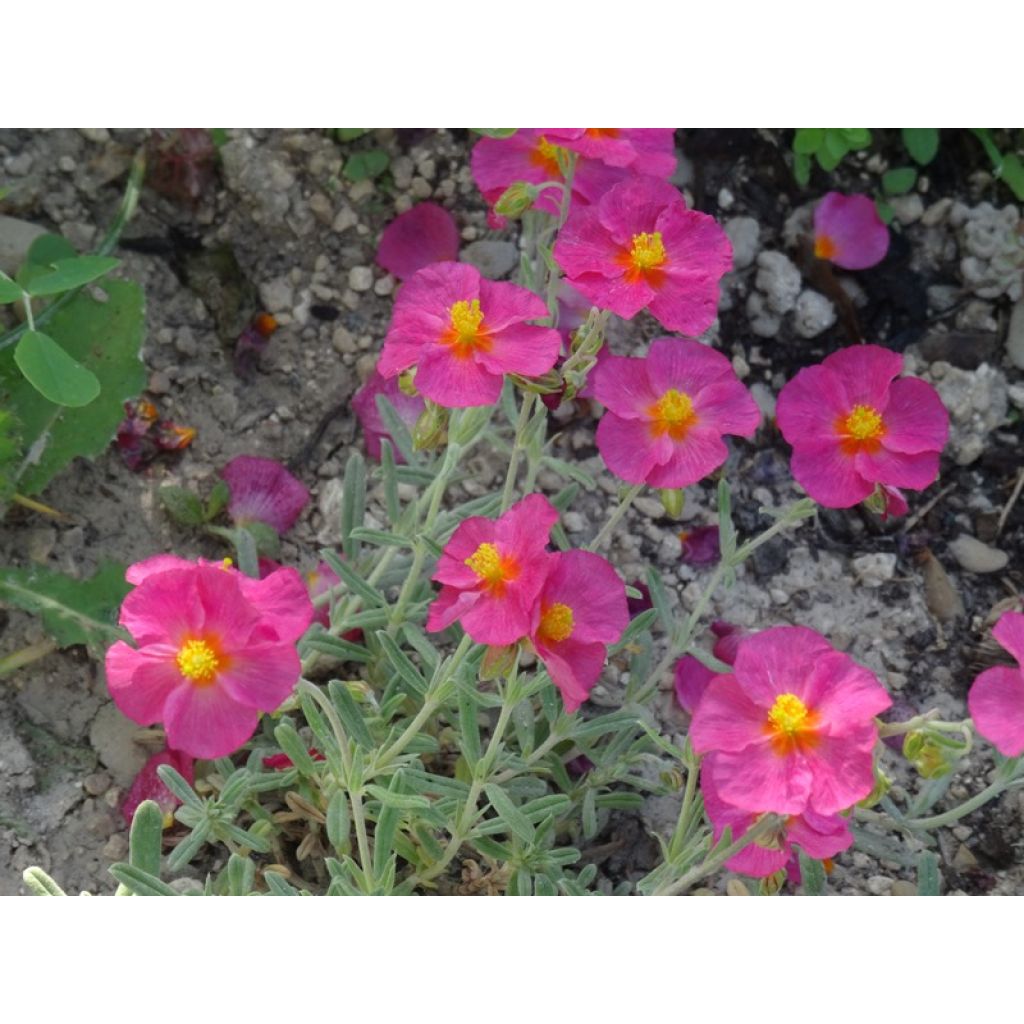 Sonnenröschen Ben Hope - Helianthemum