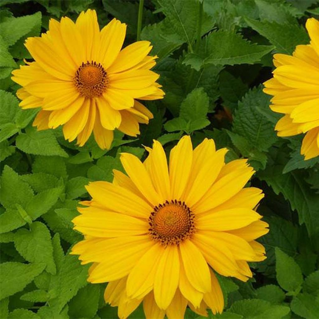 Heliopsis helianthoides var. scabra Venus - Sonnenauge