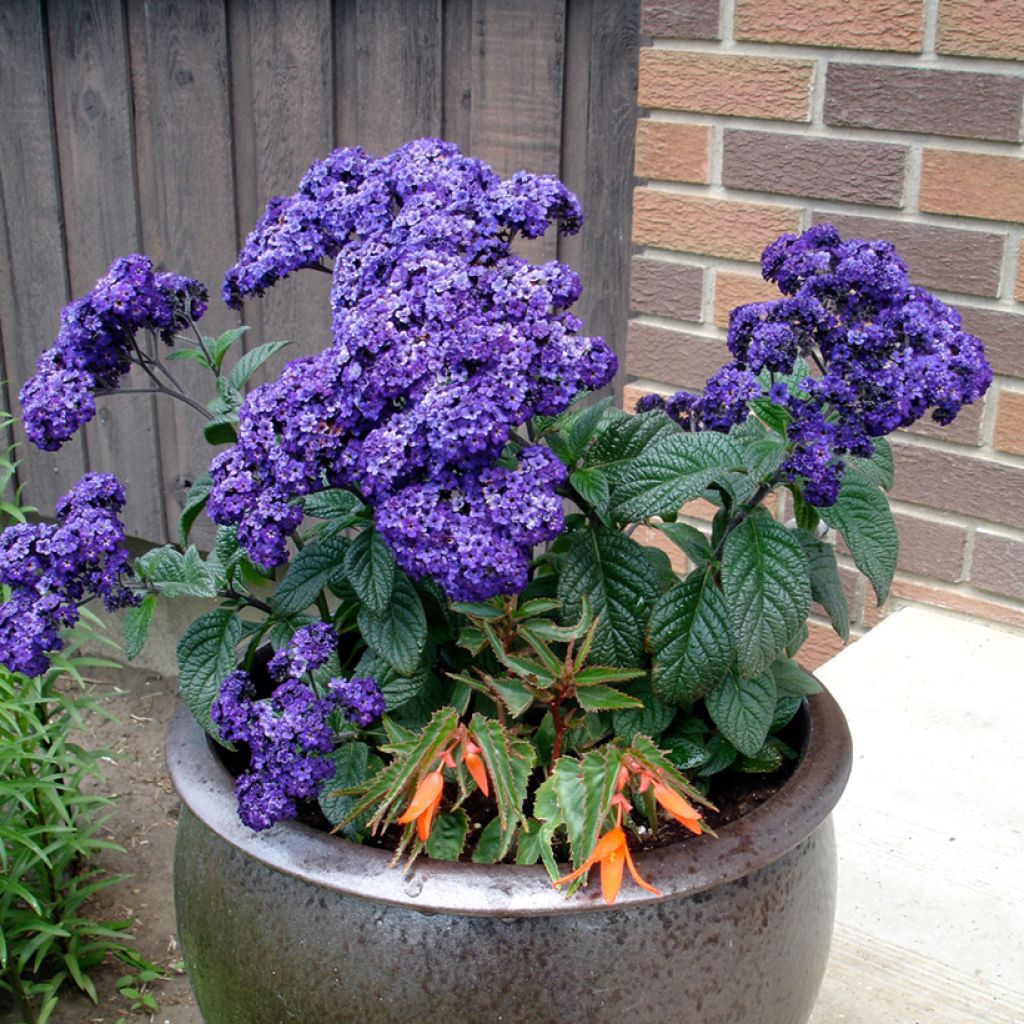 Heliotropium arborescens Marine - Vanilleblume