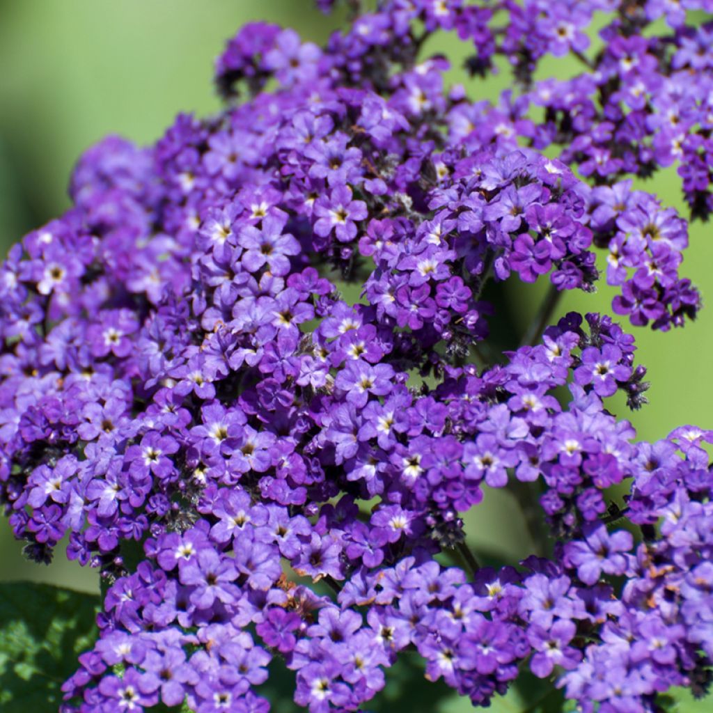 Heliotropium arborescens Marine - Vanilleblume