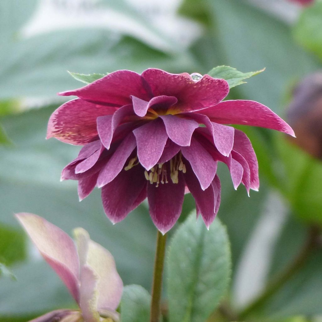 Helleborus orientalis Double Aubergine White Edge