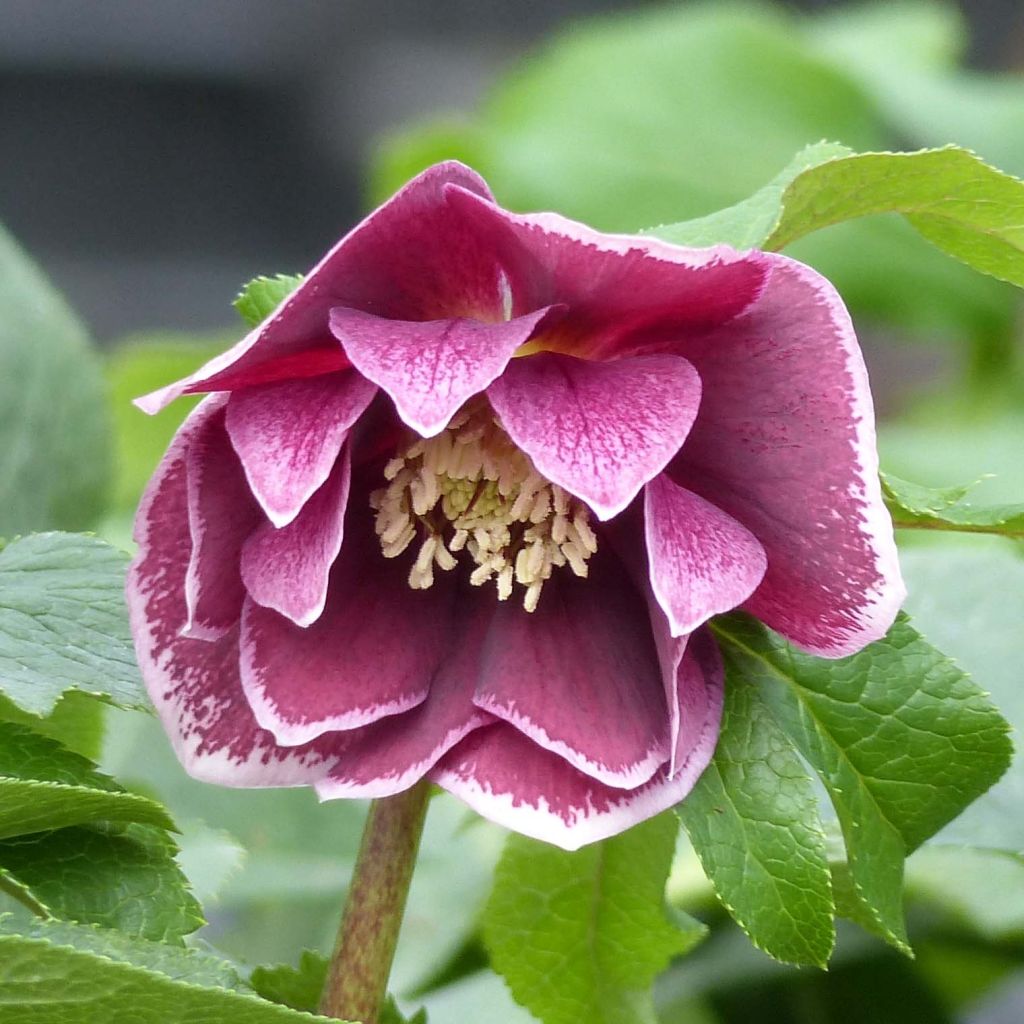 Helleborus orientalis Double Aubergine White Edge