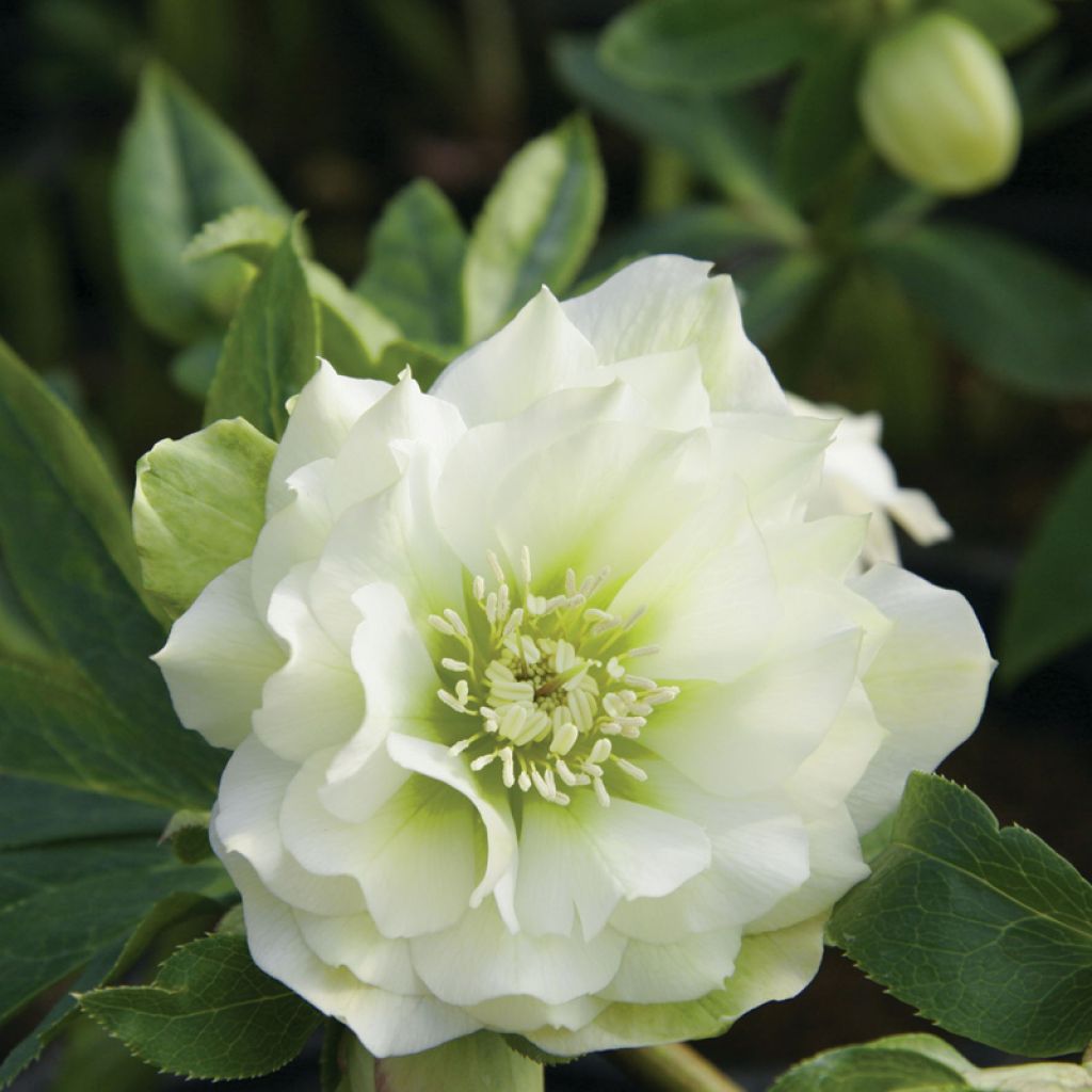 Helleborus orientalis Double White