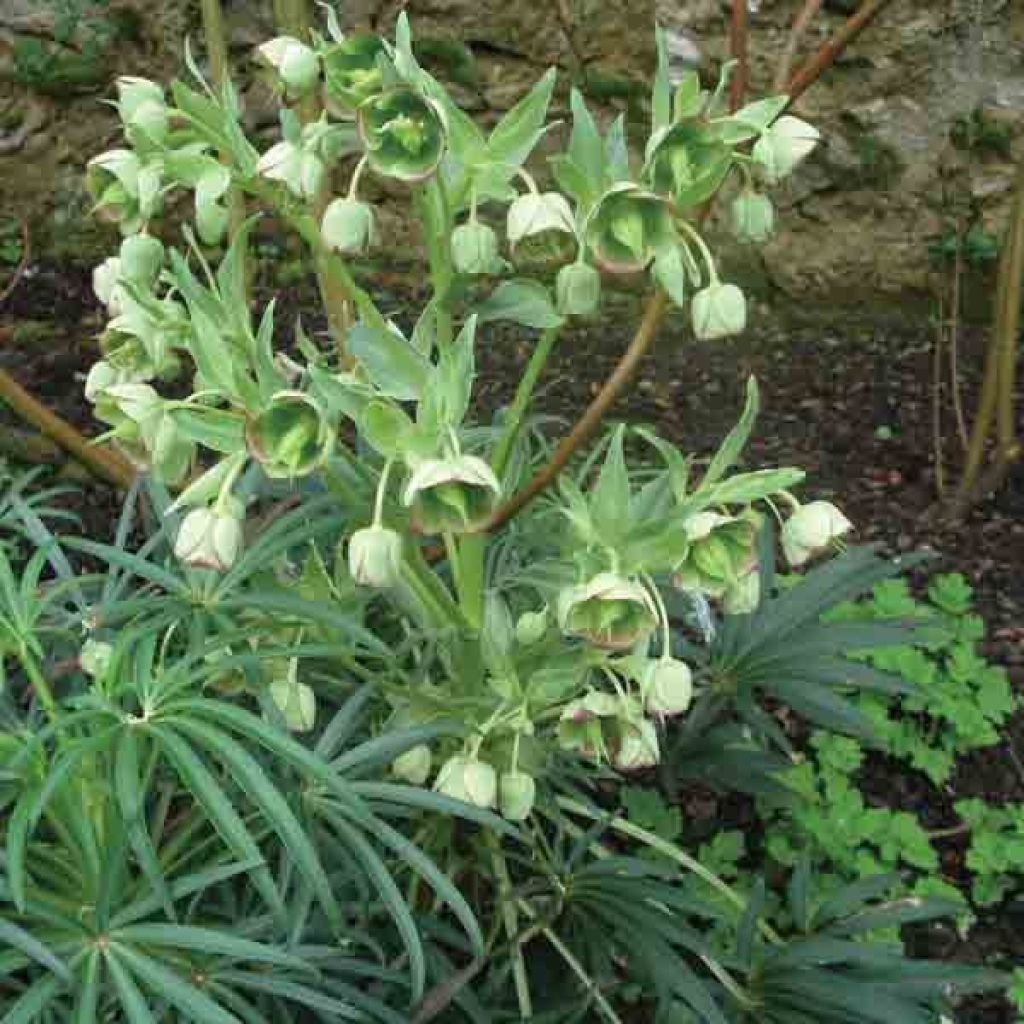 Helleborus foetidus