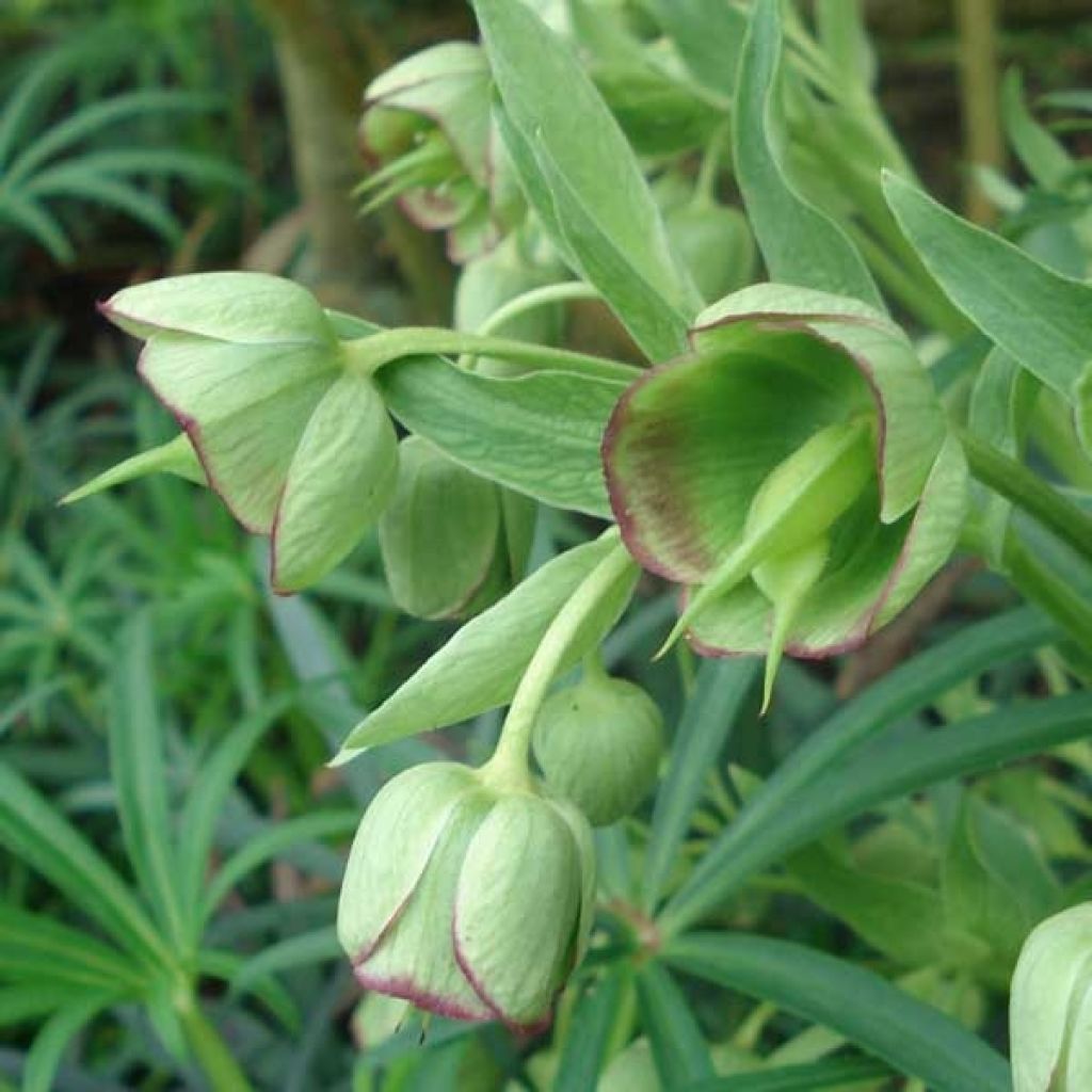 Hellébore foetidus - Hellébore fétide