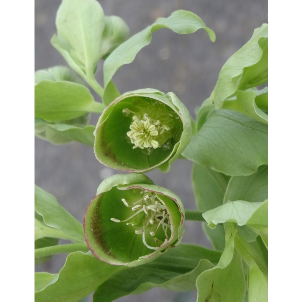 Helleborus foetidus