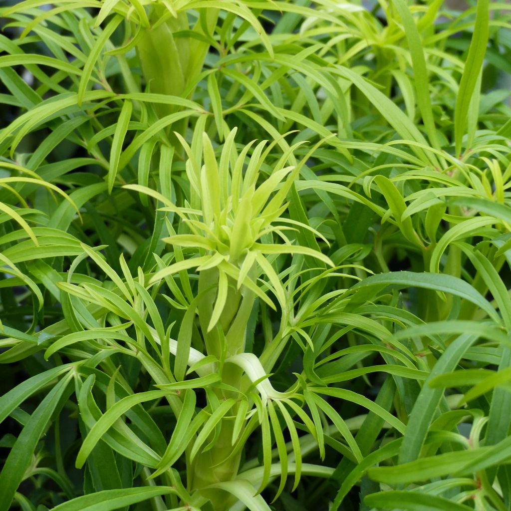 Helleborus foetidus Yellow - Stinkende Nieswurz