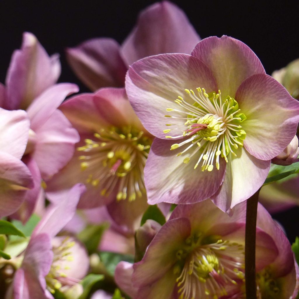 Helleborus orientalis HGC Ice N' Roses Pink