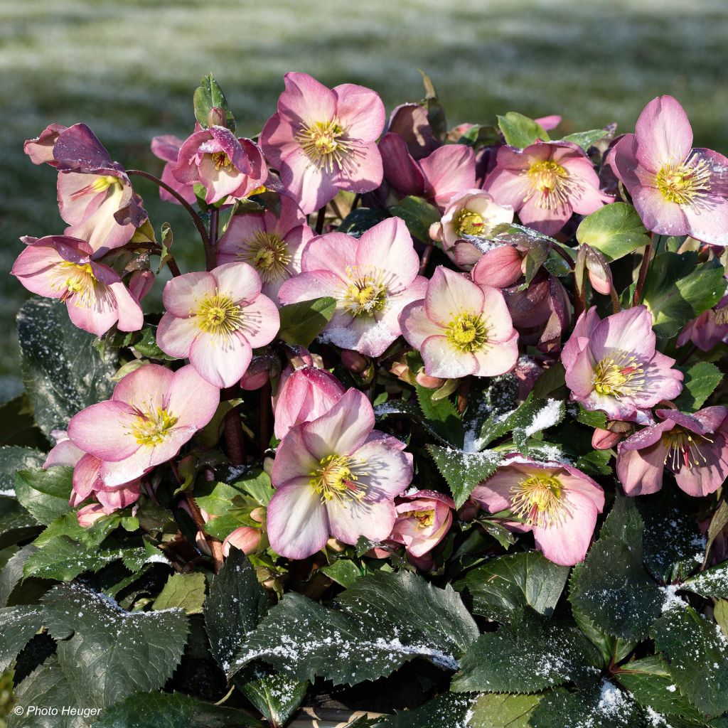 Helleborus orientalis HGC Ice N' Roses Pink