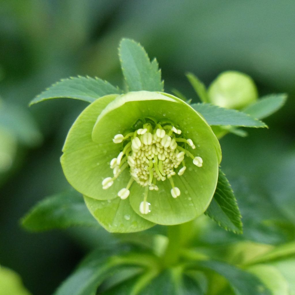 Helleborus multifidus ssp. bocconei