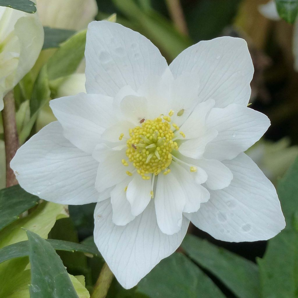 Helleborus niger Double Fashion - Schwarze Nieswurz