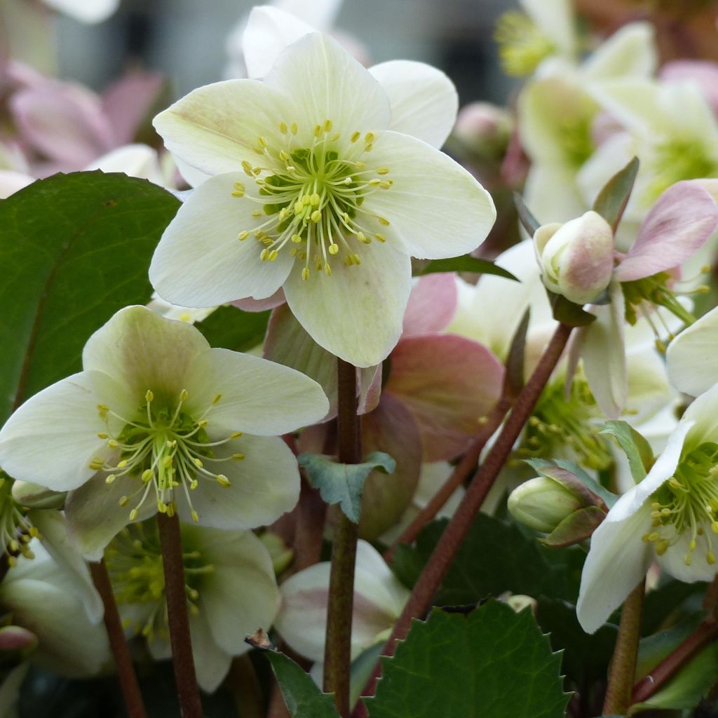 Helleborus nigercors Emma