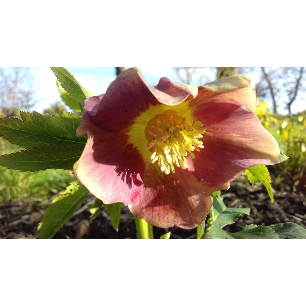 Helleborus orientalis Special Pink