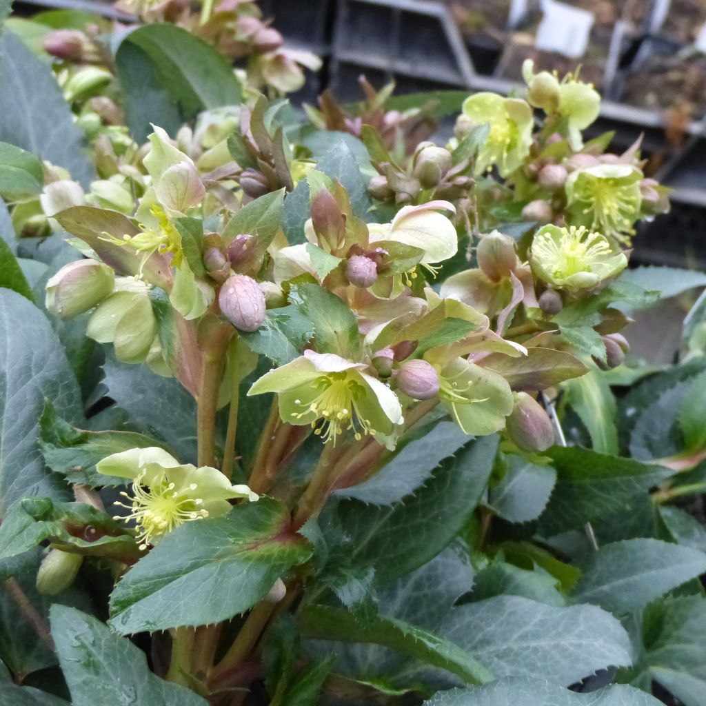 Helleborus sternii - Nieswurz-Hybride