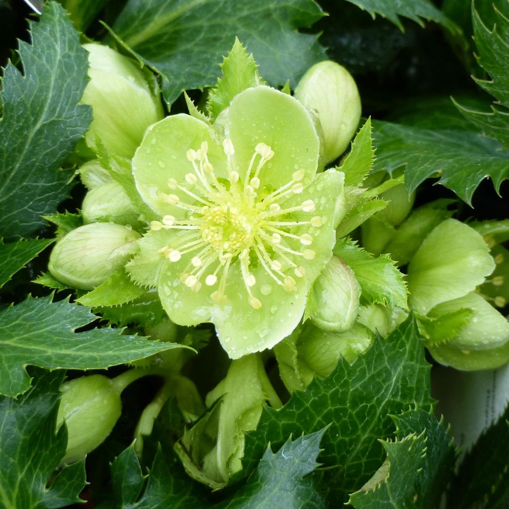 Helleborus sternii Boughton Beauty - Nieswurz-Hybride