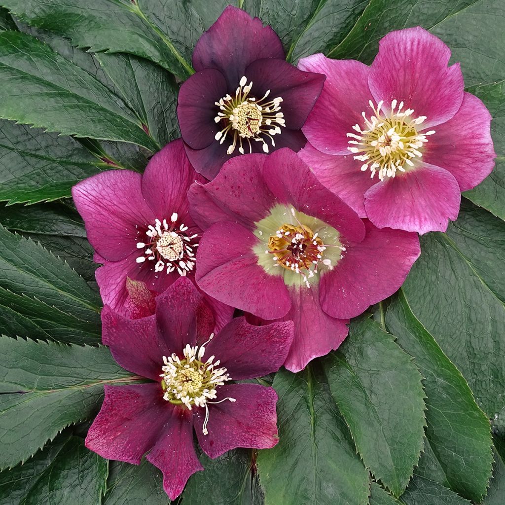 Helleborus orientalis Magic Red