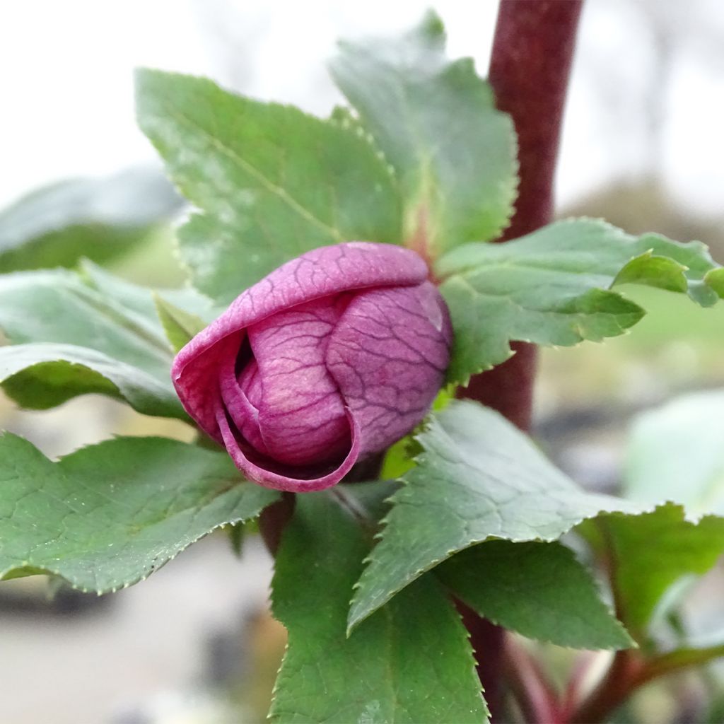 Hellébore orientale Magic Rouge