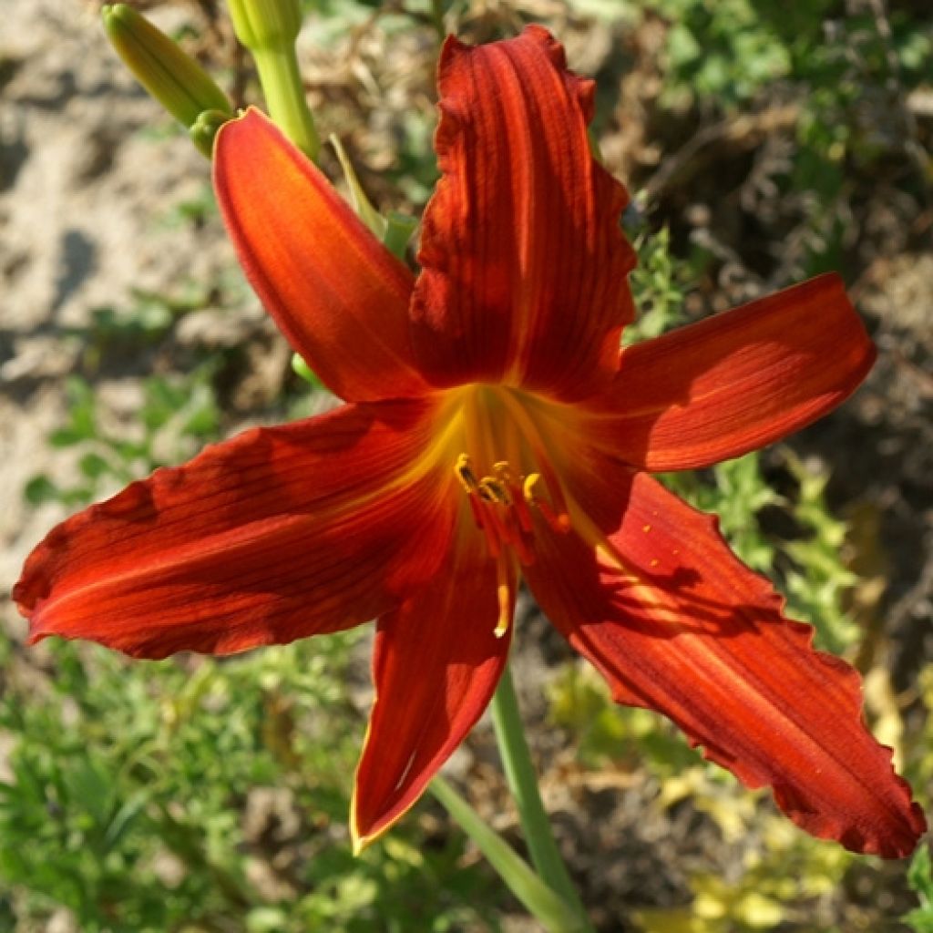 Hemerocallis Flambeau - Taglilie