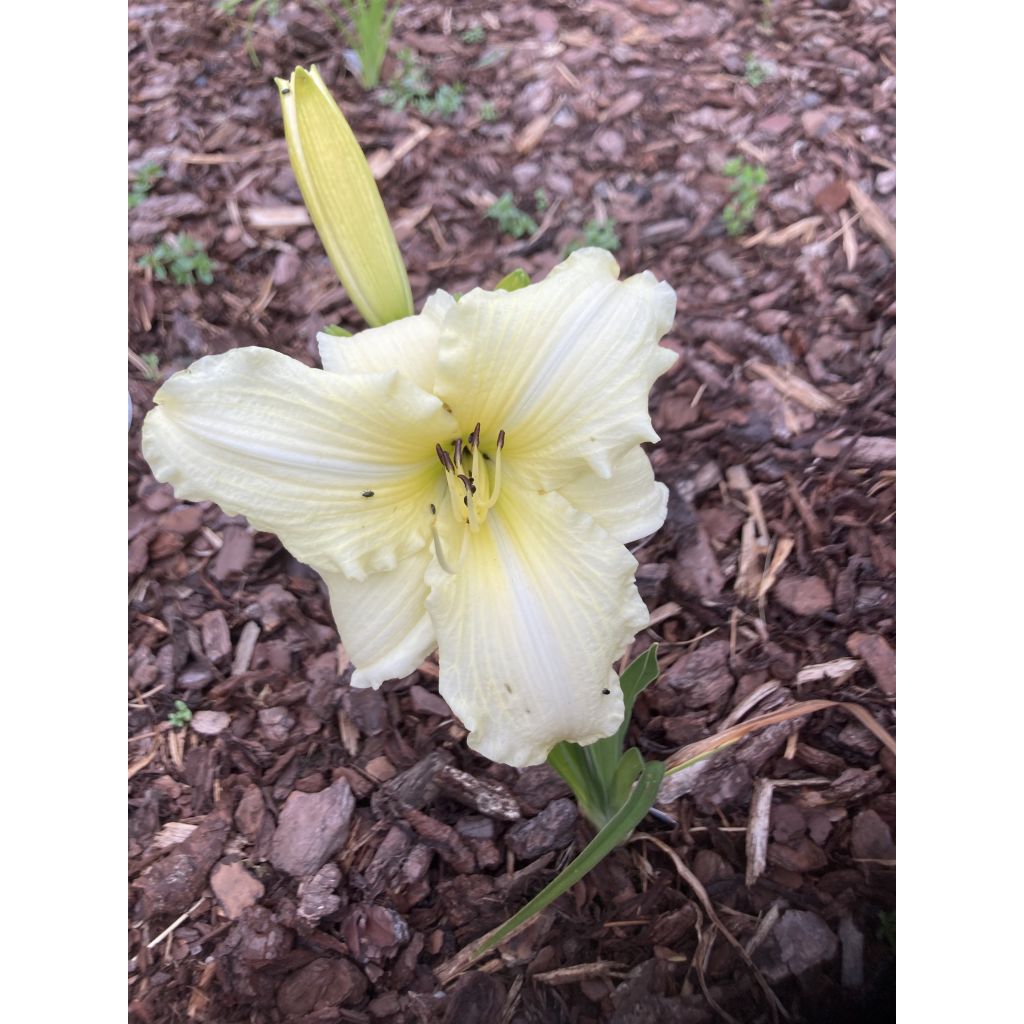 Hemerocallis Iron Gate Glacier - Taglilie